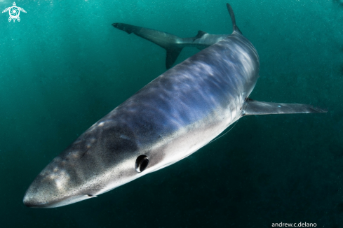 A Blue Shark