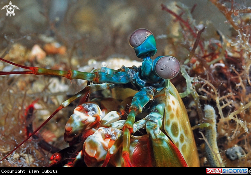 A Mantis shrimp