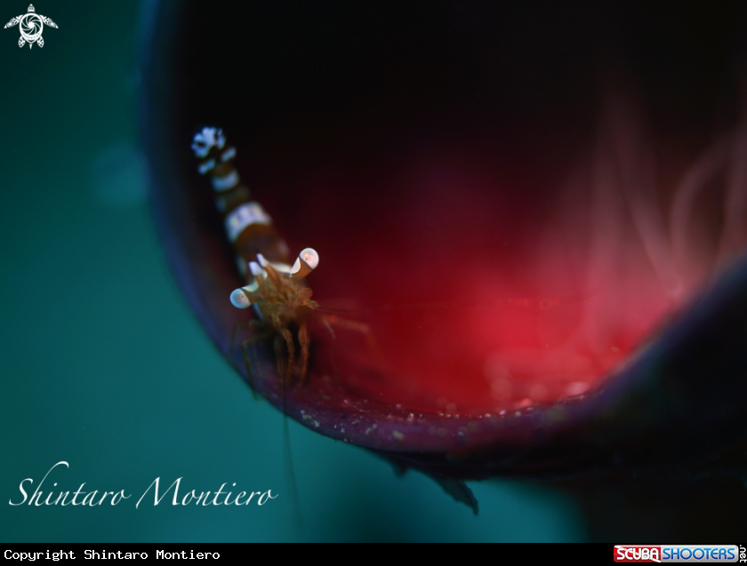 A Anemone Shrimp 