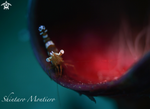 A Anemone Shrimp 