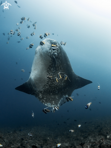 A Southern Ocean Sunfish