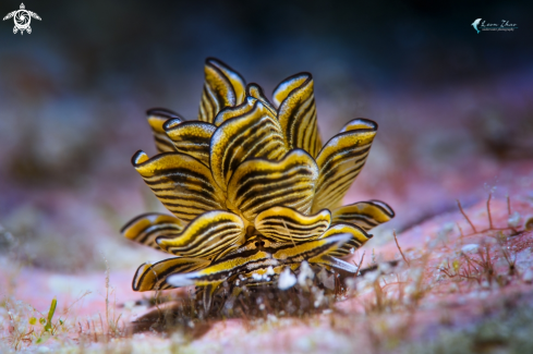 Cyerce nudi