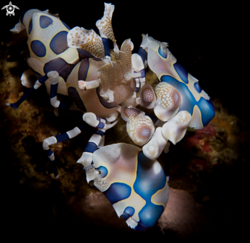 A Arlequin Shrimp