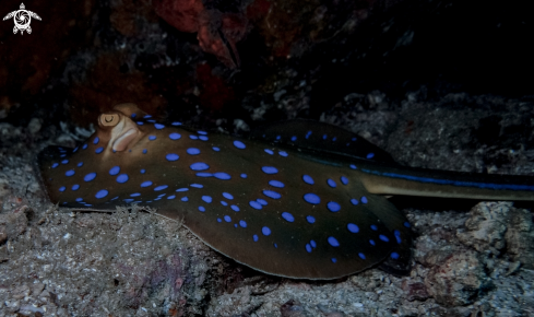 A Bluespotted Ray