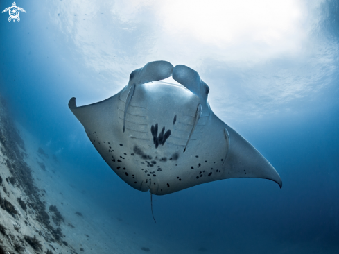 A Manta Ray