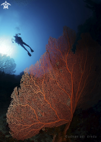 A Gorgonia | Sea fan