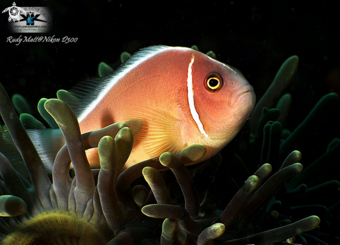 A  Amphiprion perideraion | Clawnfish