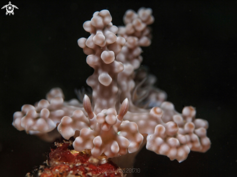 A ceratosoma alleni