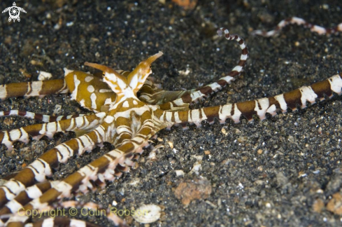 A mimic octopus