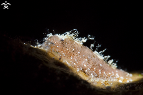 A Cryptic Spong Shrimp