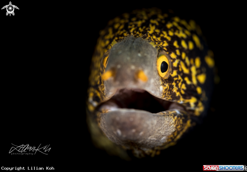 A Snowflake moray eel 