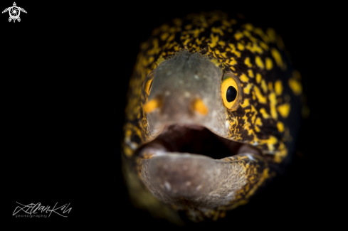 A Snowflake moray eel 