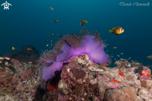 A Clown fish