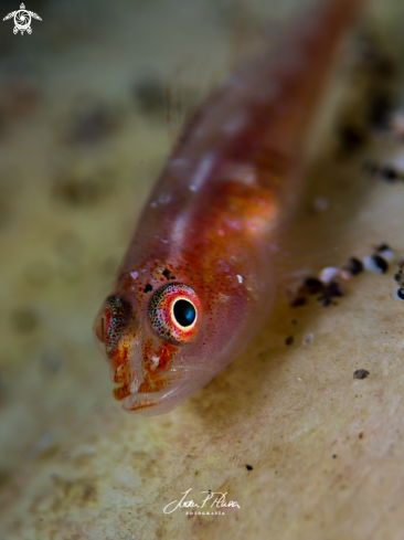 A Goby