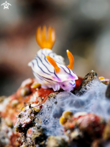 A Nudibranch