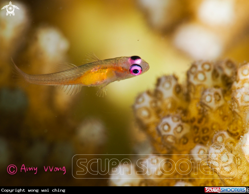 A PINK EYE GOBY