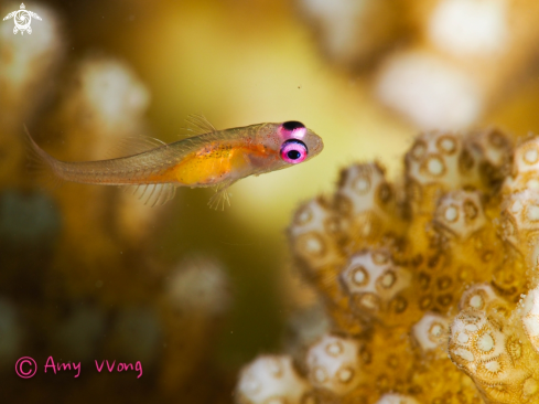 A Bryaninops natans | PINK EYE GOBY