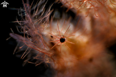 A phycocaris simulans | Hairy shrimp