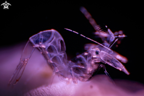 A Coral ghost shrimp