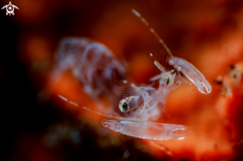 A Coral ghost shrimp