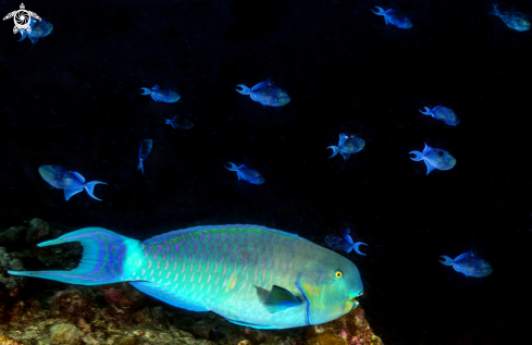 A Parrot fish