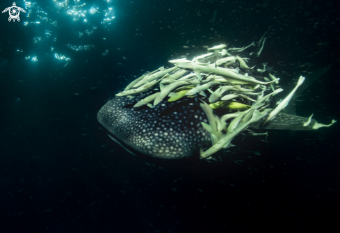 A Whale shark