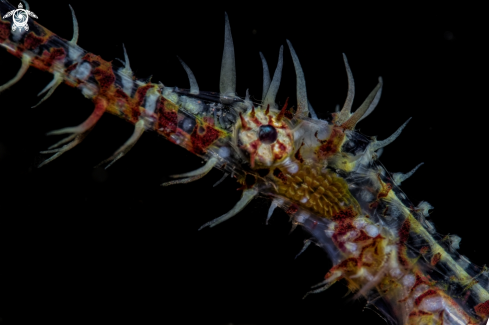 A Solenostomus paradoxus  | ornate ghost pipe fish