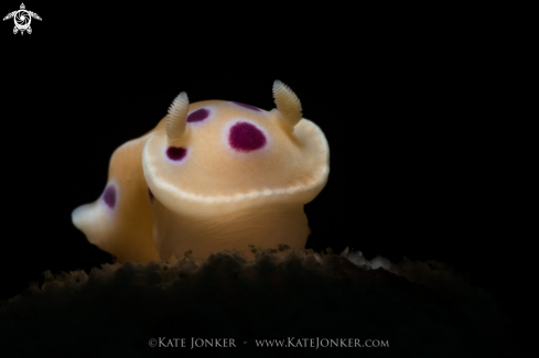 Inkspot Nudibranch