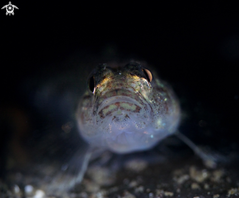 A Goby