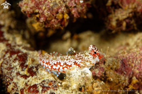 A Dragonet