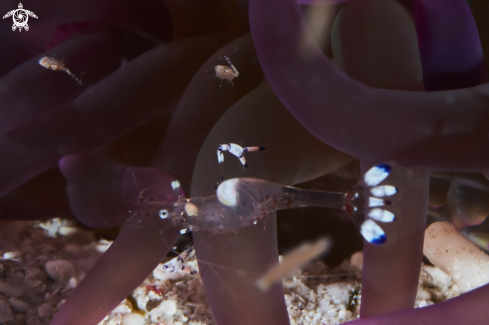 A Ancylomenes tosaensis lounges on coral | Commensal shrimp 