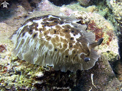 A Nudibranco