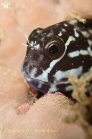 A goby fish