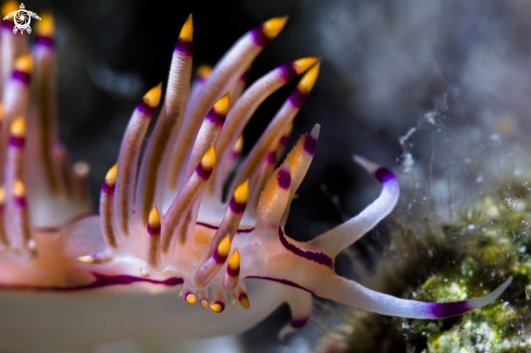 A Nudi