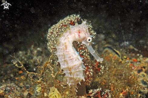 A sea horse