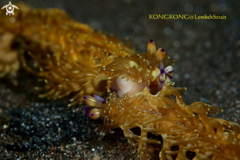 A Nudibranch