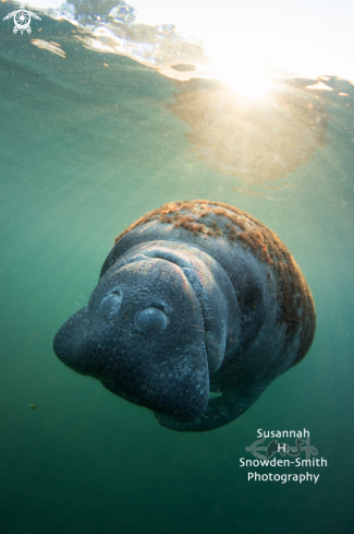 A Trichechidae Trichechus | Manatee