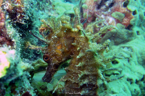 A Seahorse