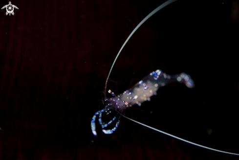 A Periclimenes sarasvati | Sarasvati Anemone Shrimp