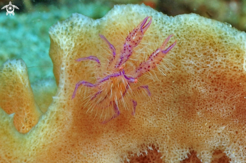 A Squat lobster