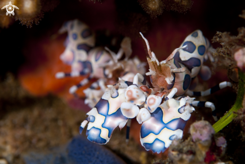 A Harlequin Shrimp