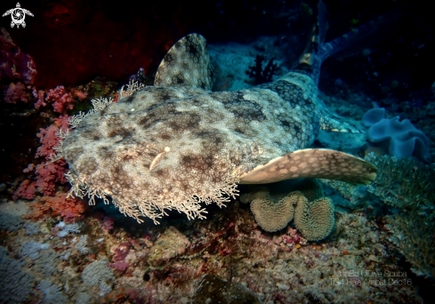 A Wobbegong Shark