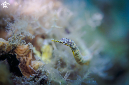 A Syngnathinae | Pipefish