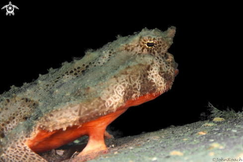 A Polka Dot Batfish