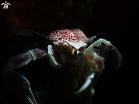 A Neopetrolisthes maculatus | Porcelain Anemone Crab