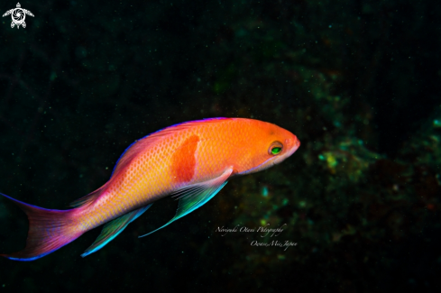 A Red-belted anthias Owase,Mie,Japan Nov.3.2017