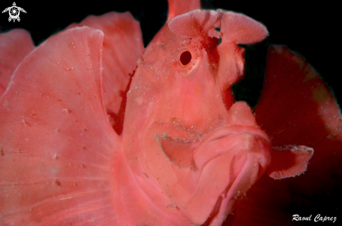 A Scorpion fish