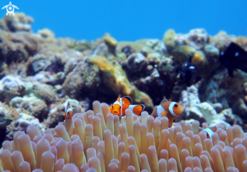 A Ocellaris Clown Fish, Anemonefish.