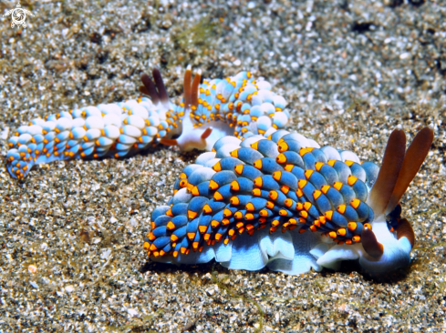 A Nudibranch