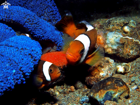 A Clown Fish - Anemonefish